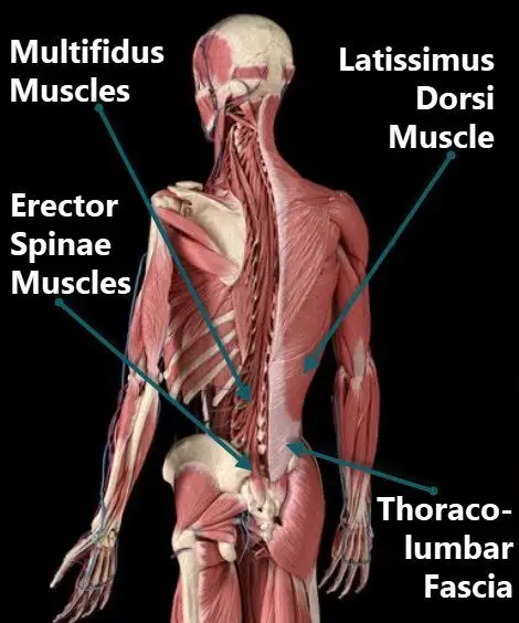 Why Back Strength Matters for Lower Back Pain